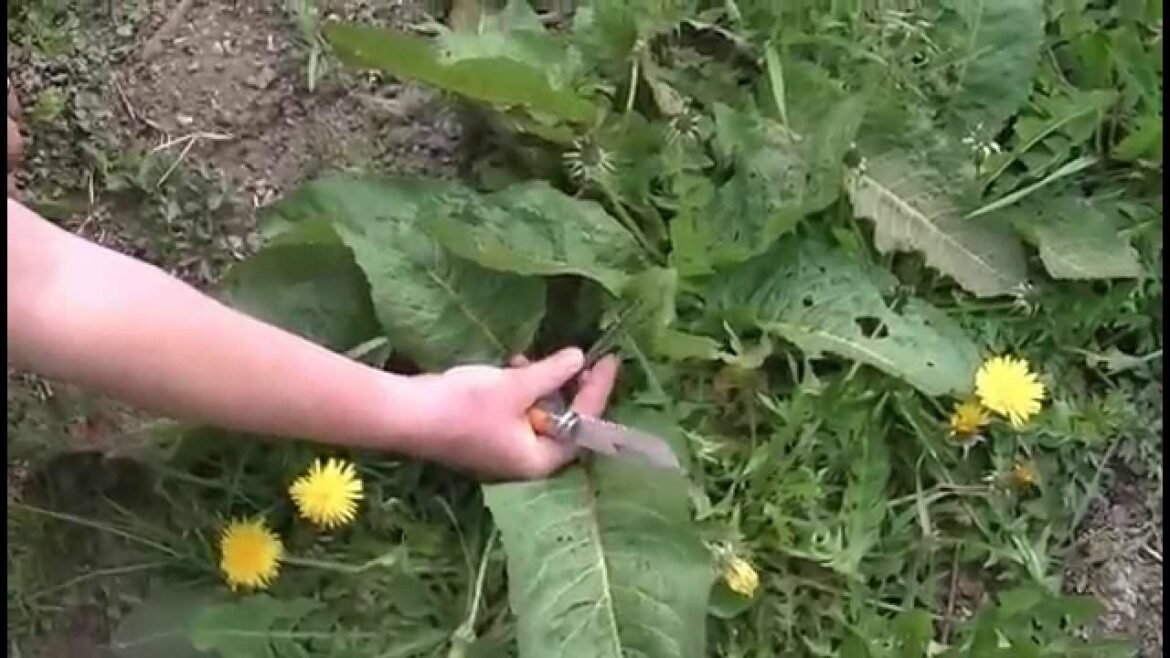 Est-ce que le gazon se mange ?