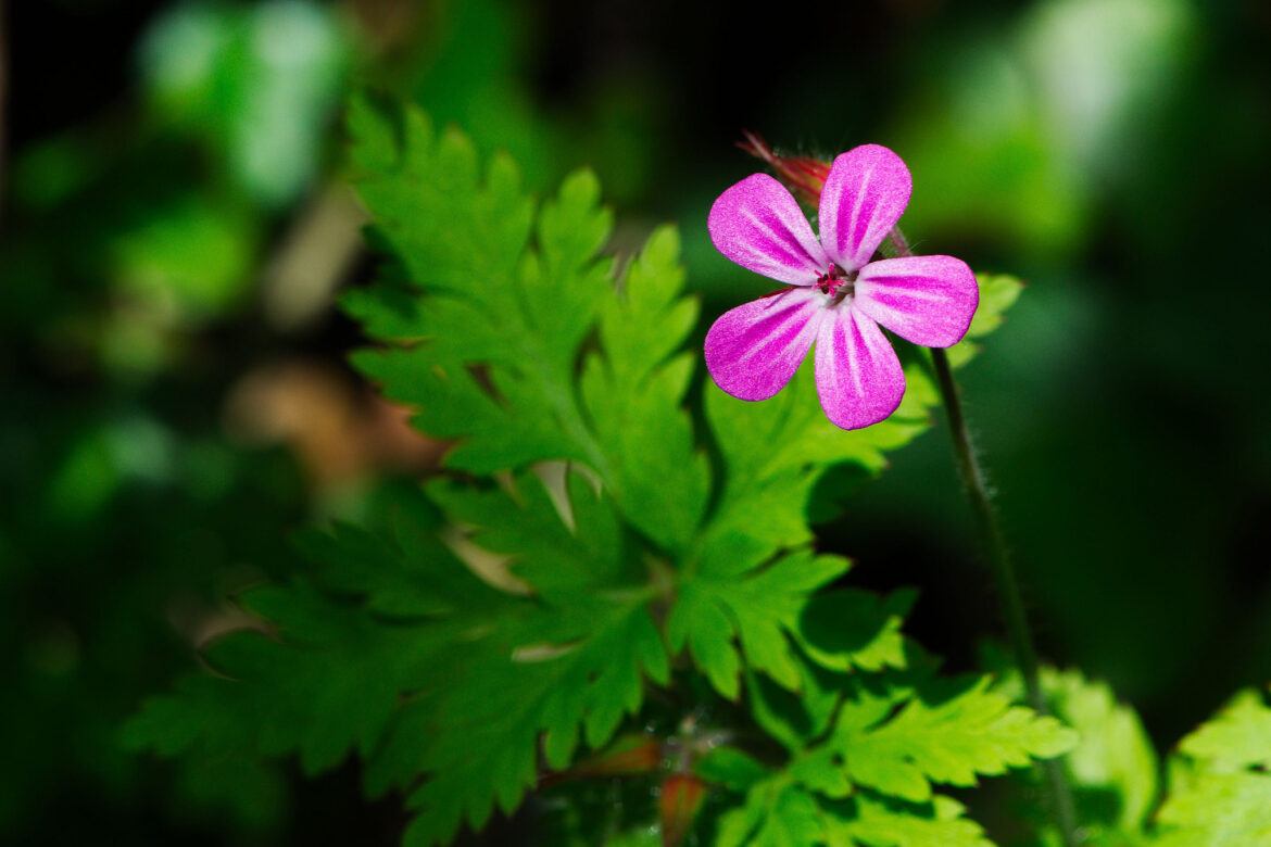 Est-ce que le géranium est toxique ?