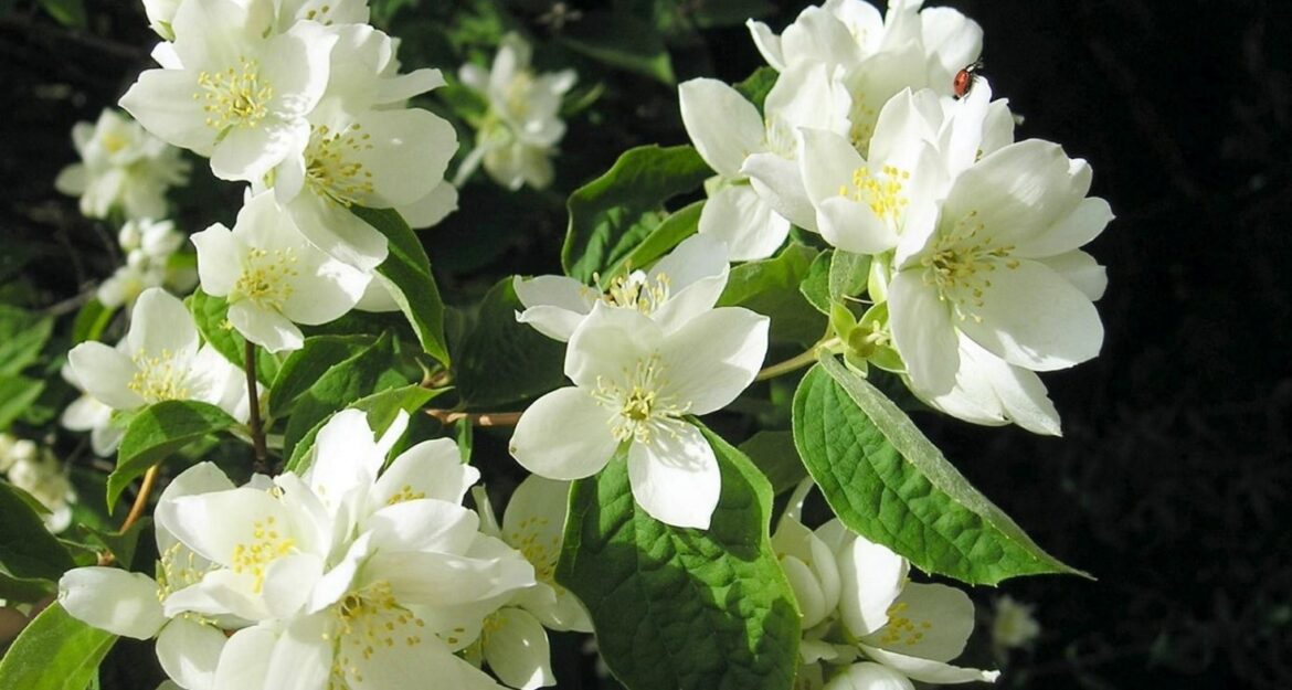 Est-ce que le jasmin craint le gel ?