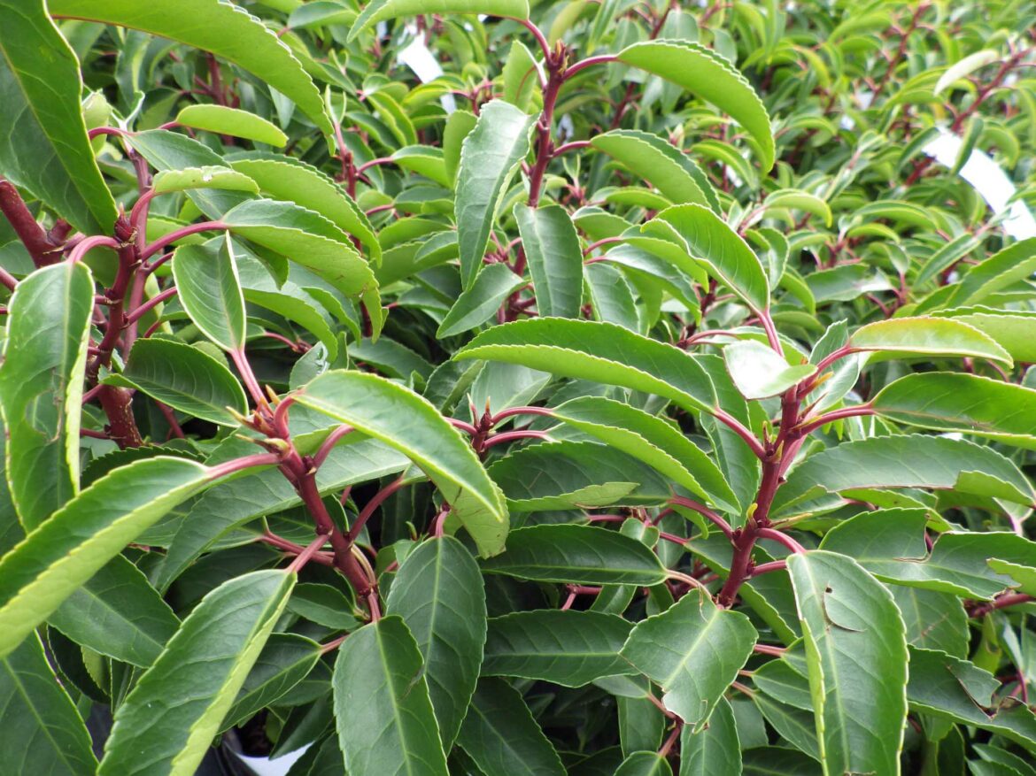 Est-ce que le laurier du Portugal perd ses feuilles ?