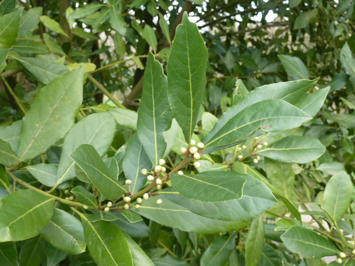 Est-ce que le laurier frais est toxique ?