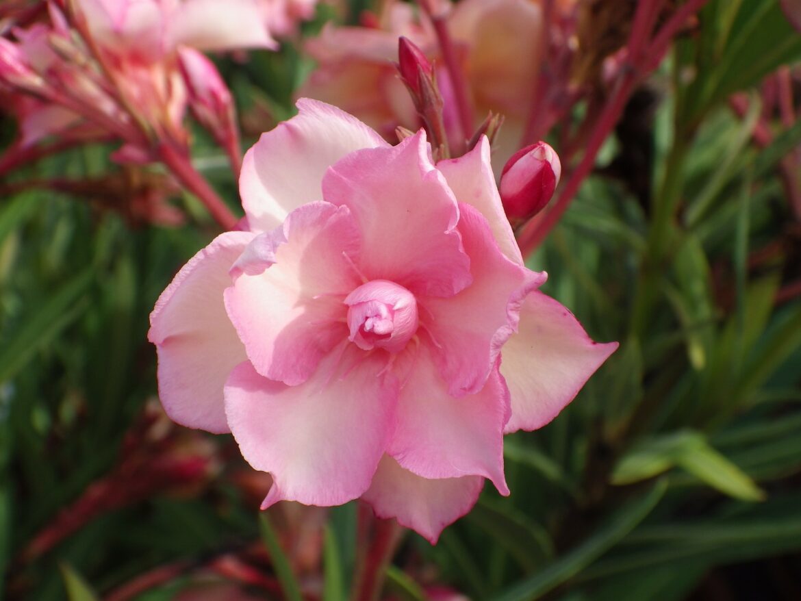 Est-ce que le laurier rose pousse vite ?