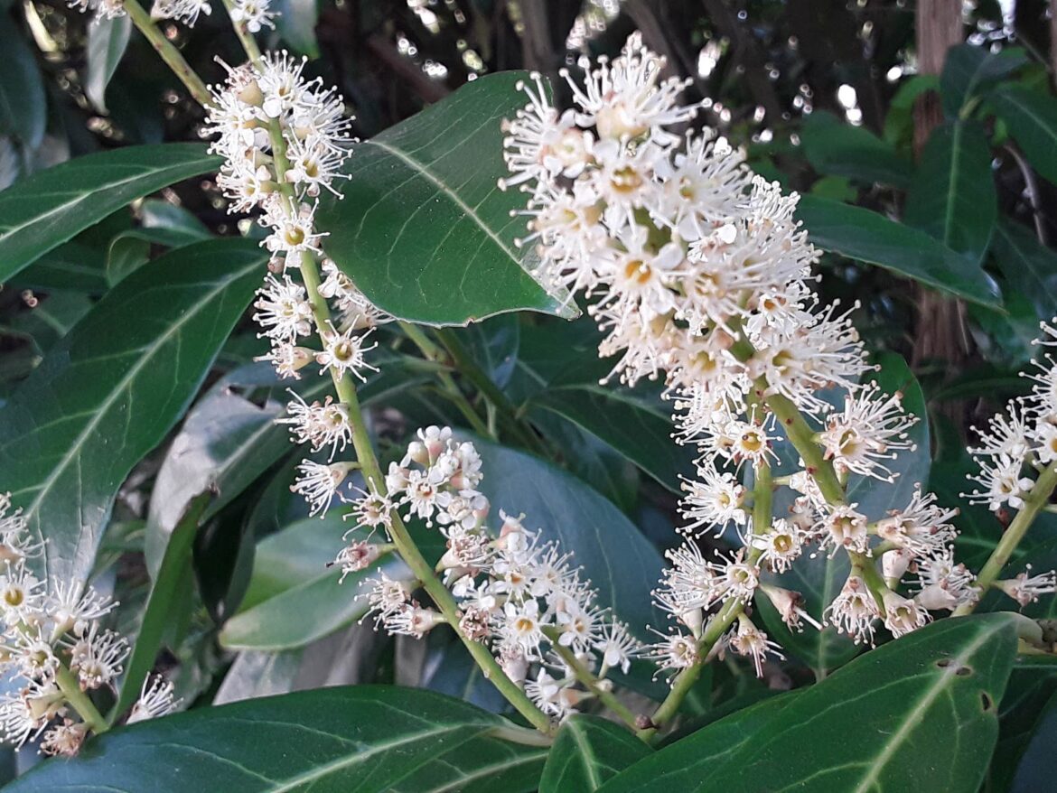 Est-ce que le laurier rose pousse vite ?