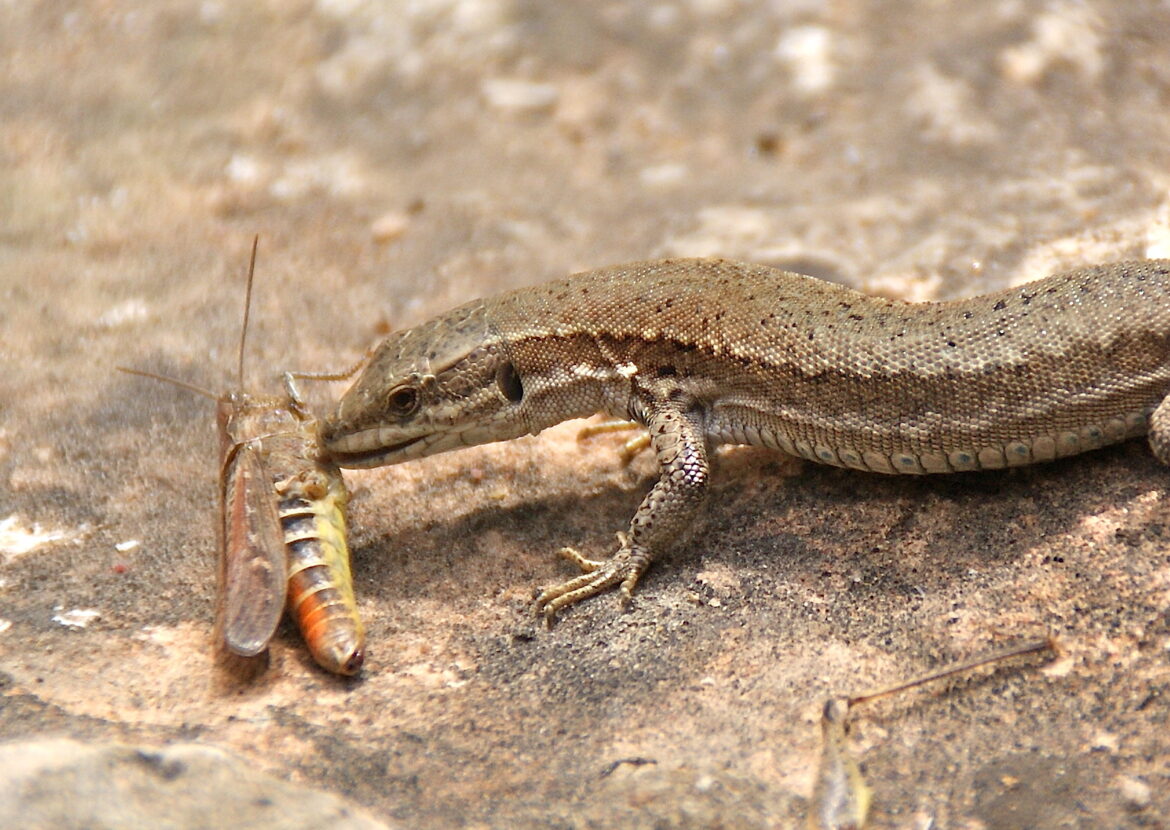 Est-ce que le lézard entend ?