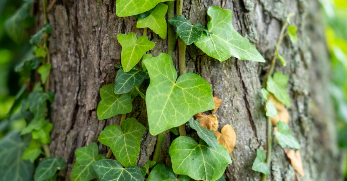 Est-ce que le lierre a besoin de beaucoup d'eau ?