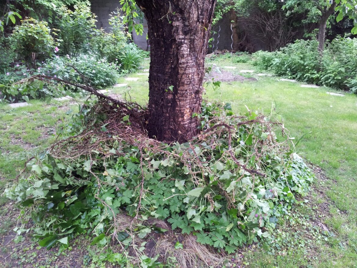 Est-ce que le lierre meurt ?