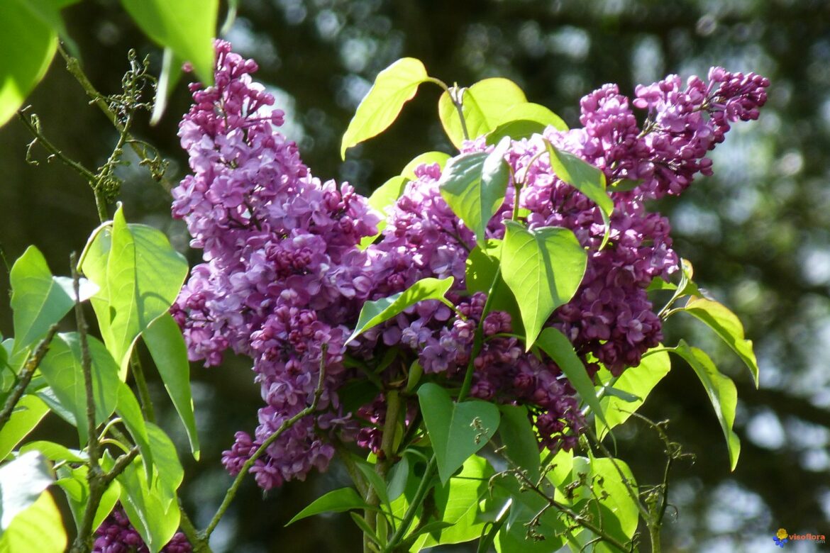Est-ce que le lilas craint le gel ?