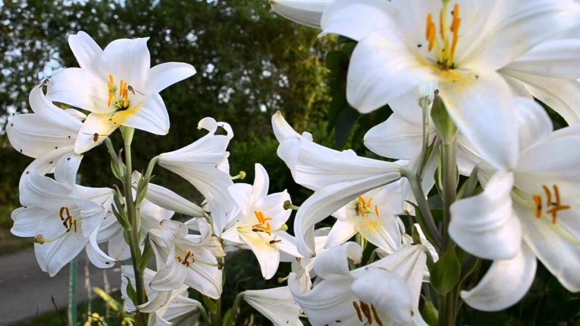 Est-ce que le lys craint le gel ?