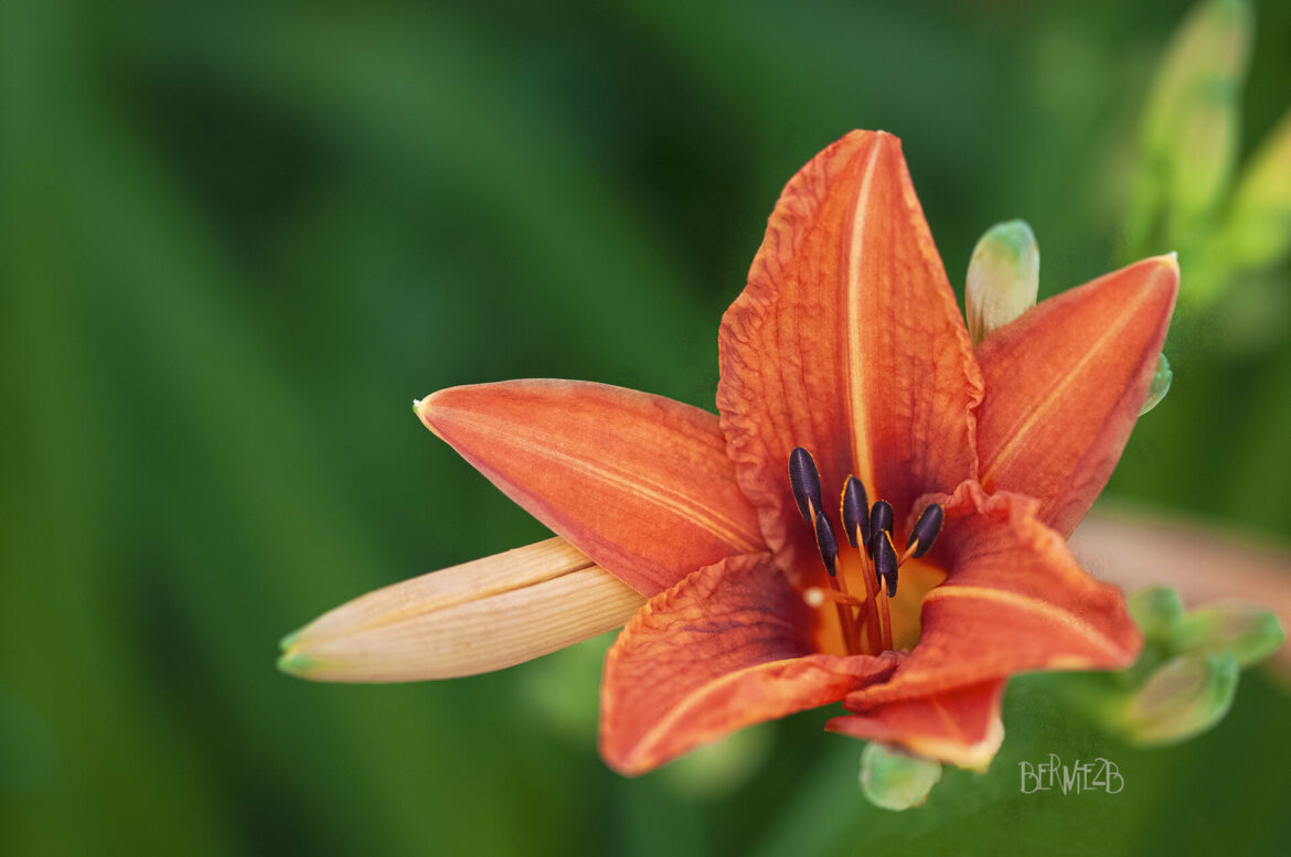 Est-ce que le lys craint le gel ?