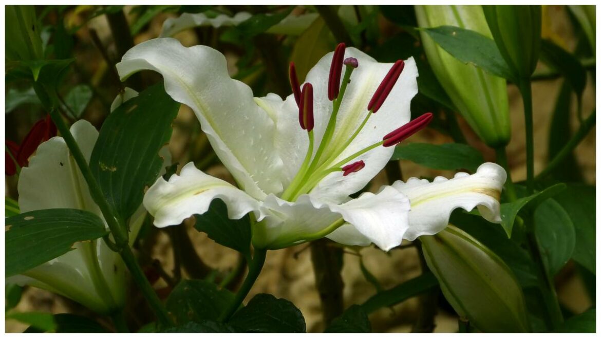 Est-ce que le lys craint le gel ?