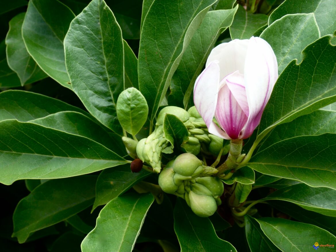 Est-ce que le magnolia est persistant ?