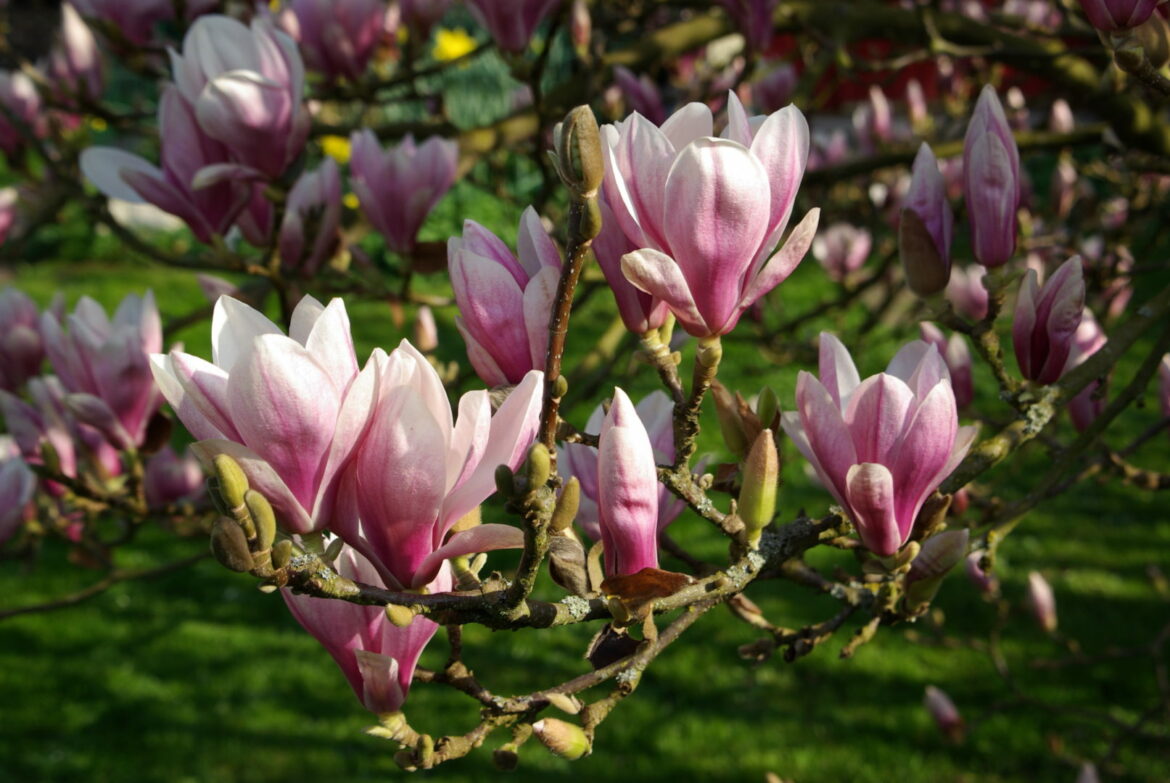 Est-ce que le magnolia pousse vite ?