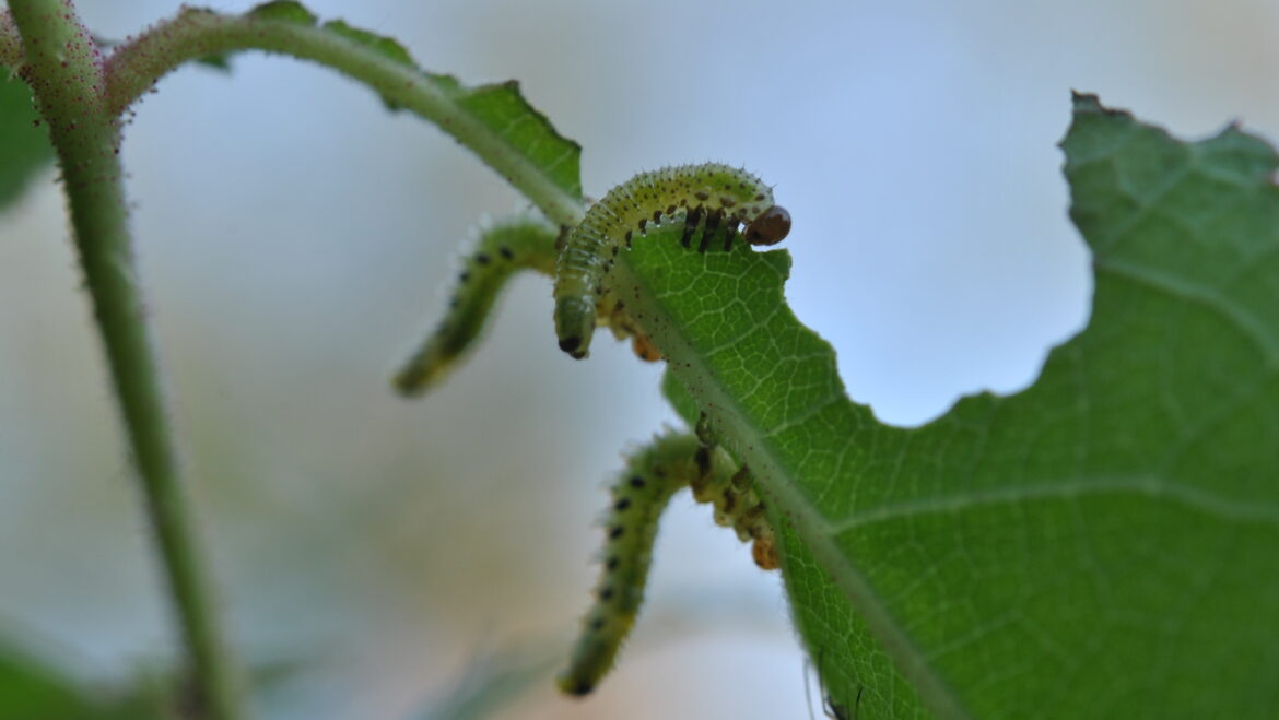 Est-ce que le marc de café est bon pour les rosiers ?