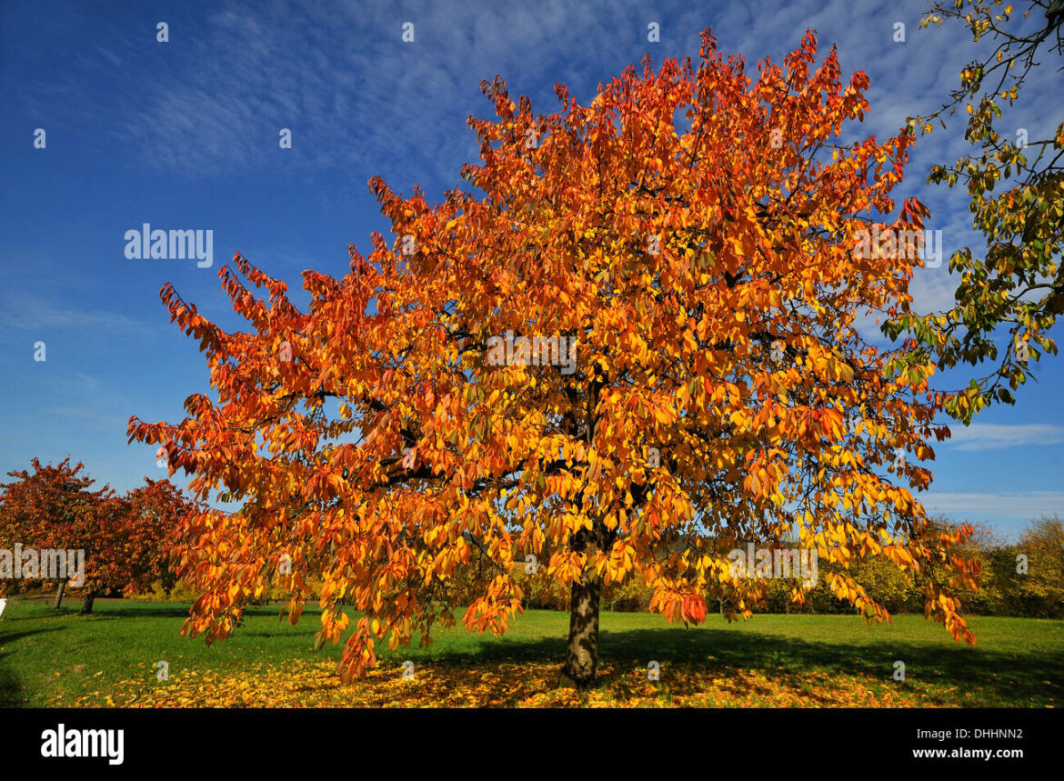 Est-ce que le merisier donne des fruits ?