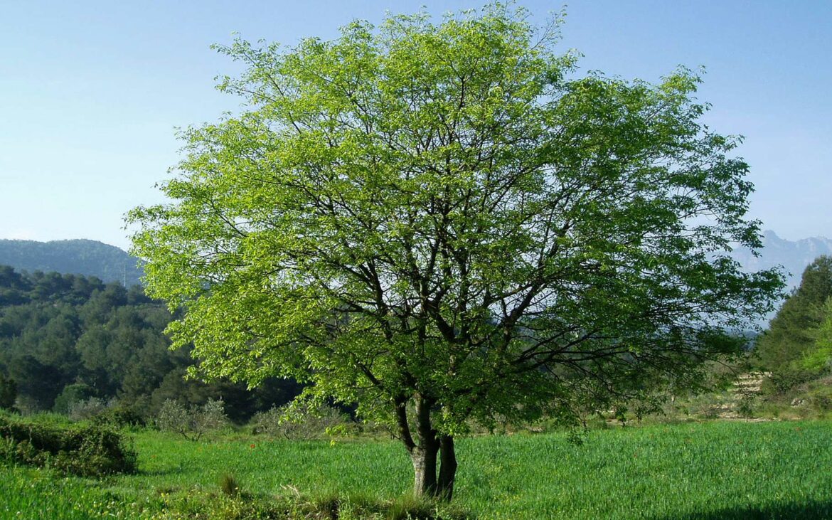 Est-ce que le micocoulier perd ses feuilles ?