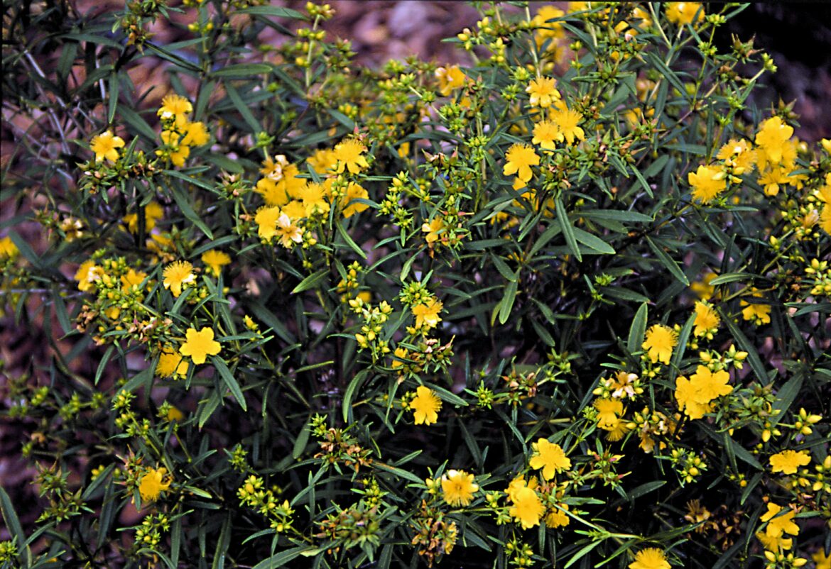 Est-ce que le millepertuis pousse vite ?