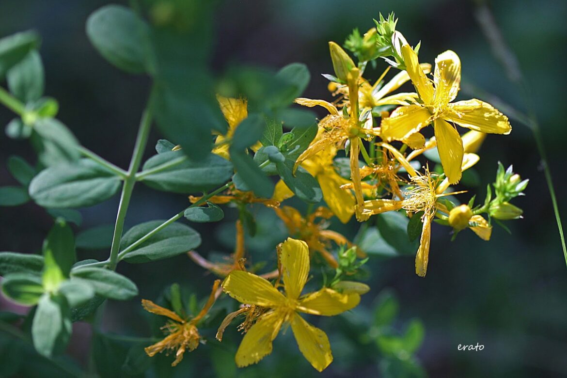 Est-ce que le millepertuis se taille ?