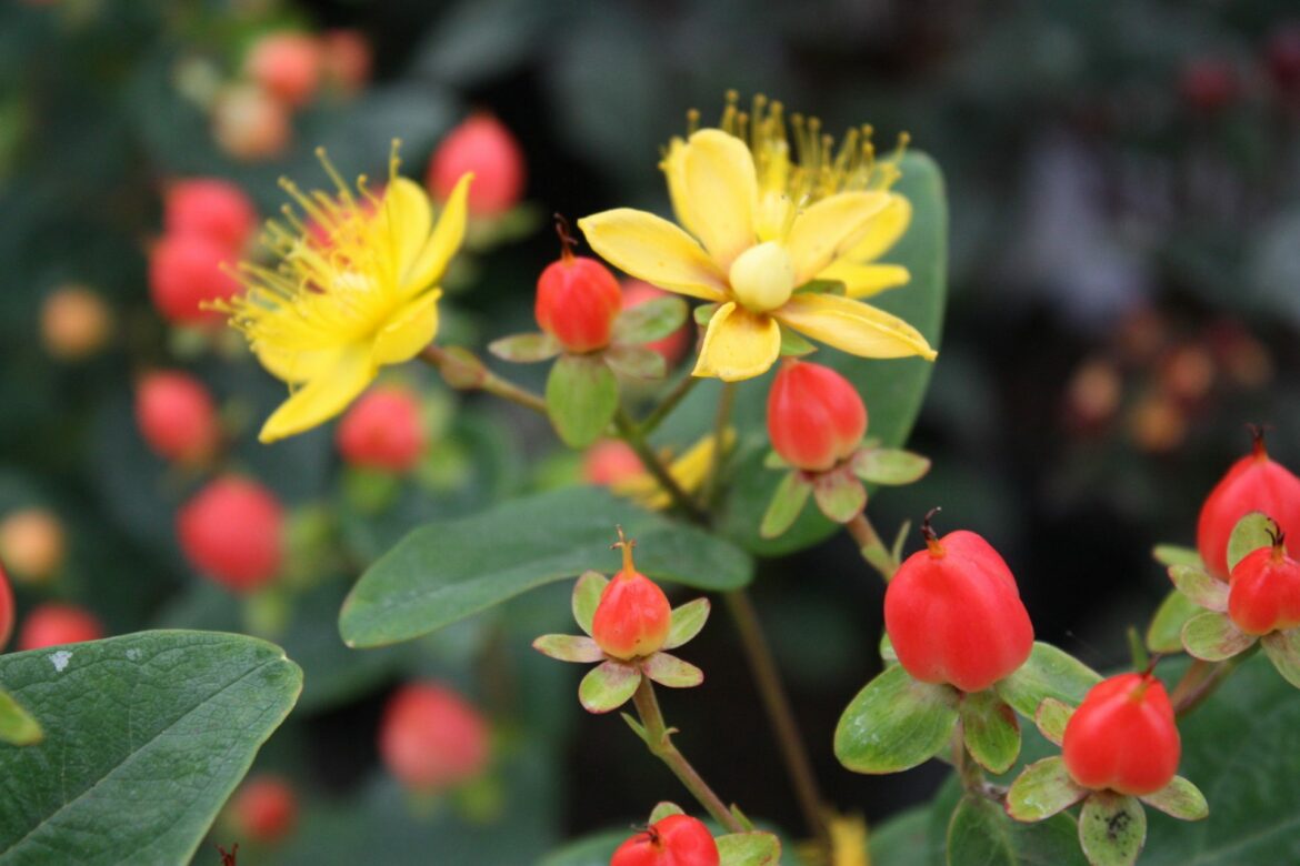 Est-ce que le millepertuis se taille ?