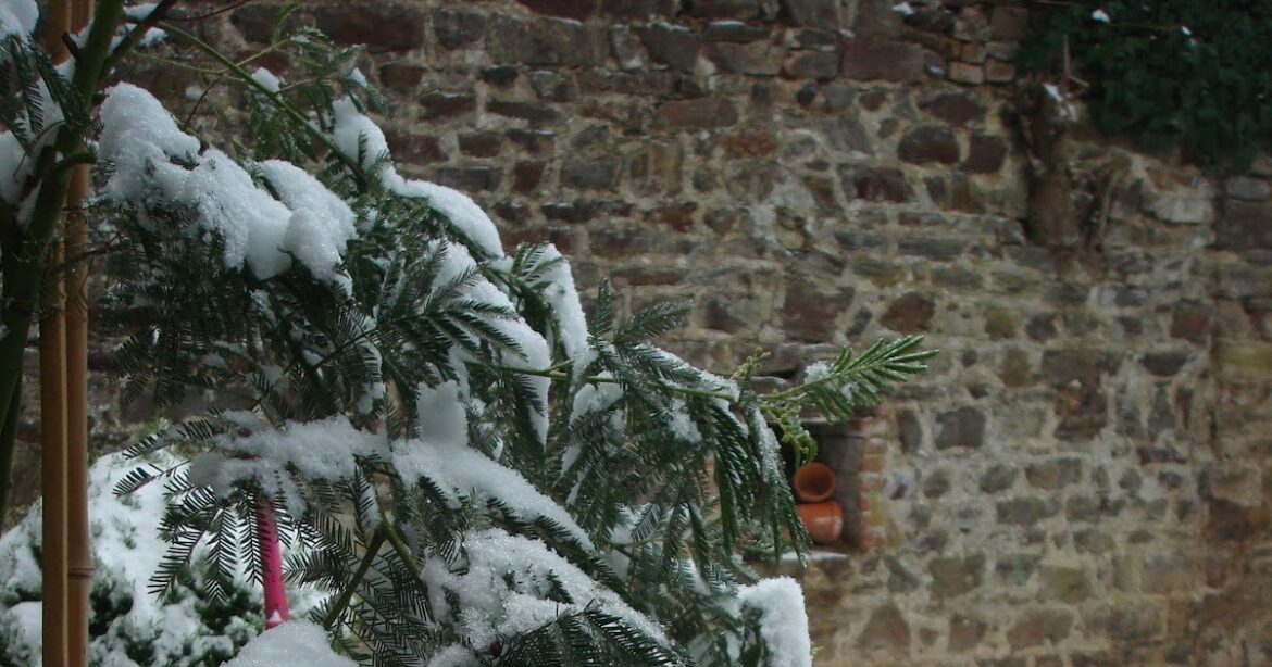 Est-ce que le mimosa perd ses feuilles ?