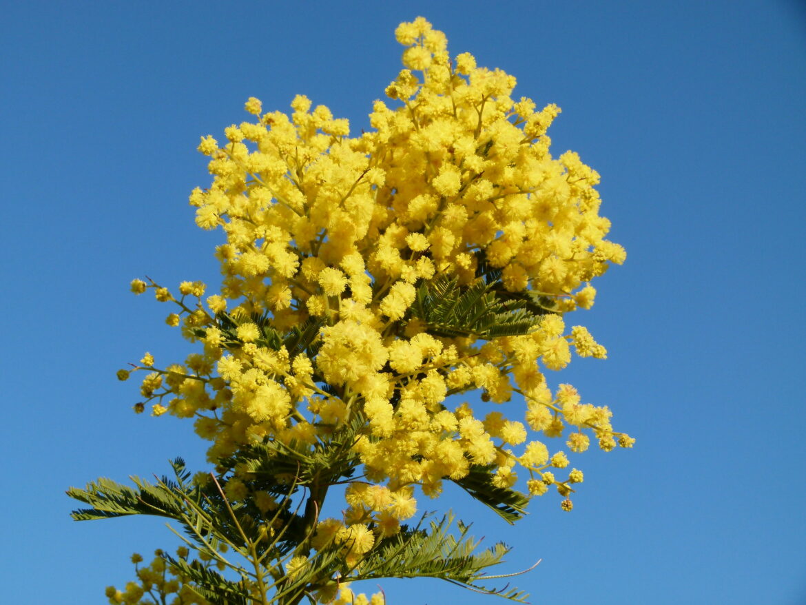 Est-ce que le mimosa perd ses feuilles en hiver ?