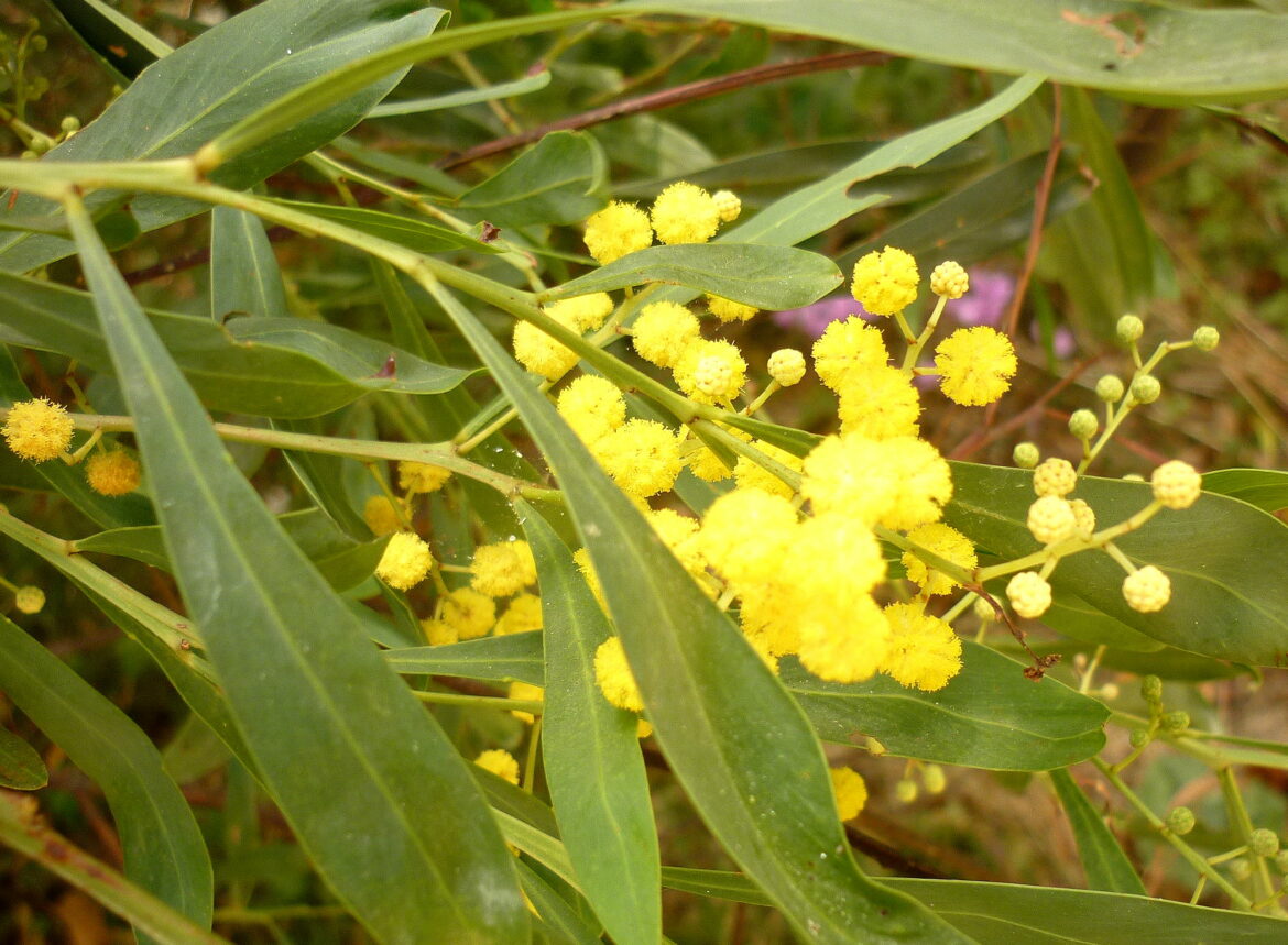 Est-ce que le mimosa pousse vite ?