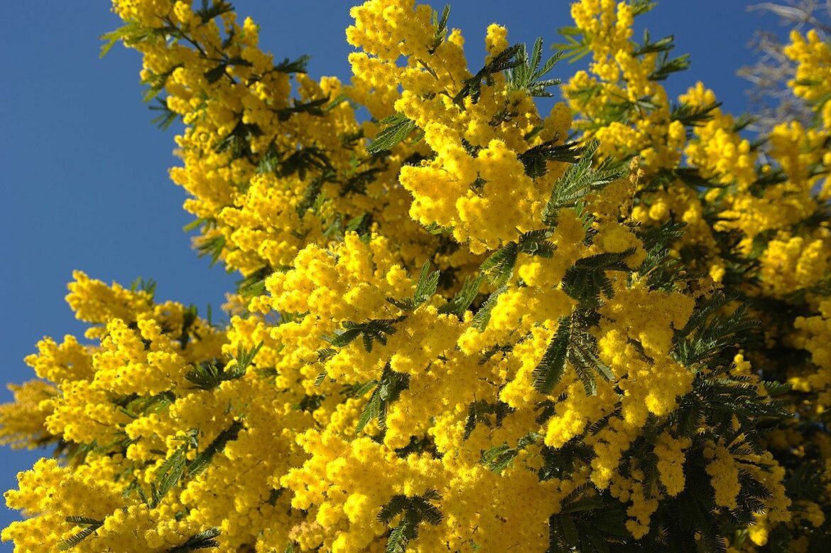 Est-ce que le mimosa pousse vite ?