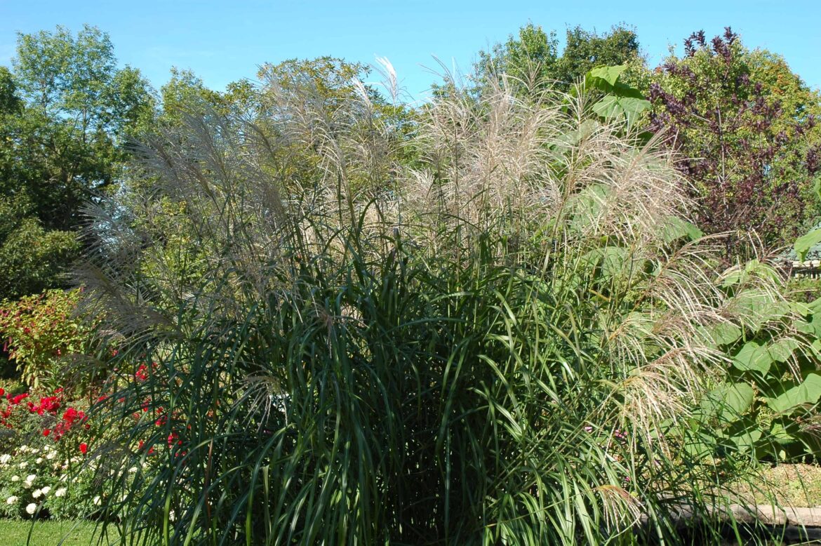 Est-ce que le miscanthus pousse vite ?