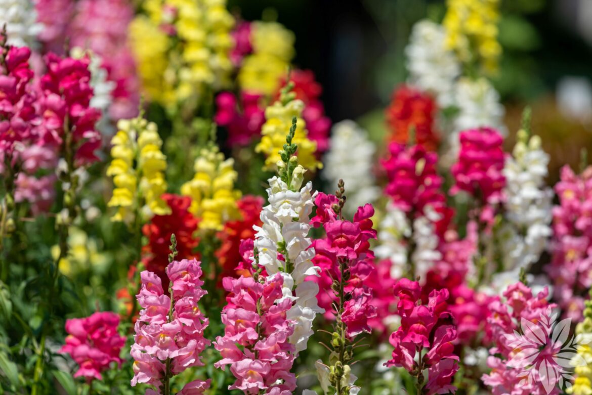 Est-ce que le muflier est une plante vivace ?