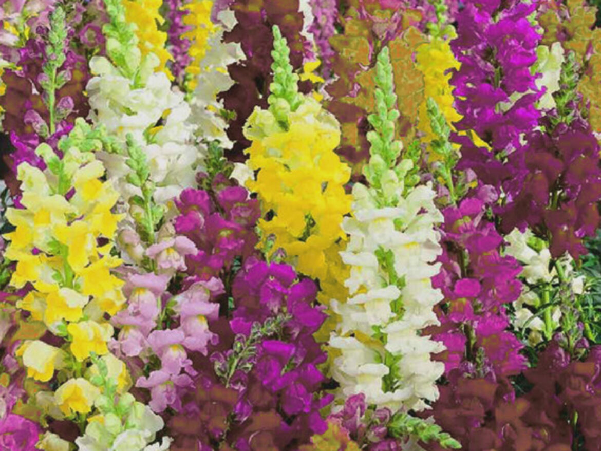 Est-ce que le muflier repousse ?