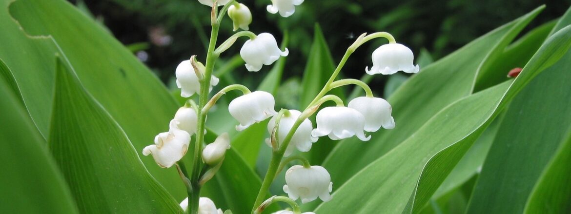 Est-ce que le muguet se multiplie ?