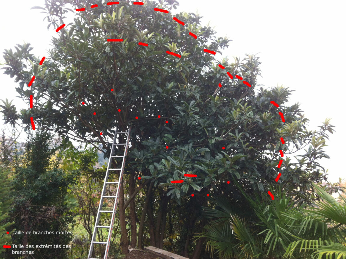 Est-ce que le néflier pousse vite ?