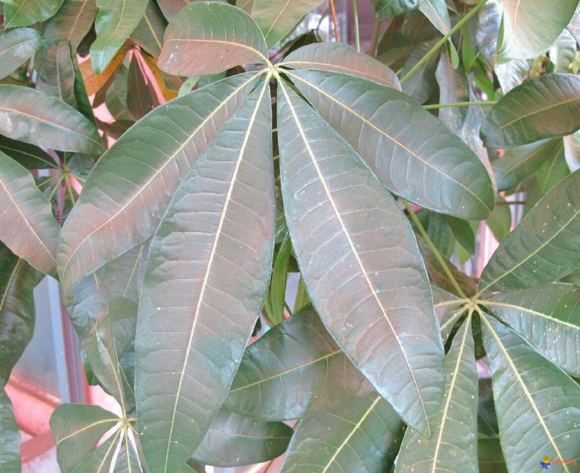 Est-ce que le pachira est toxique pour les chats ?