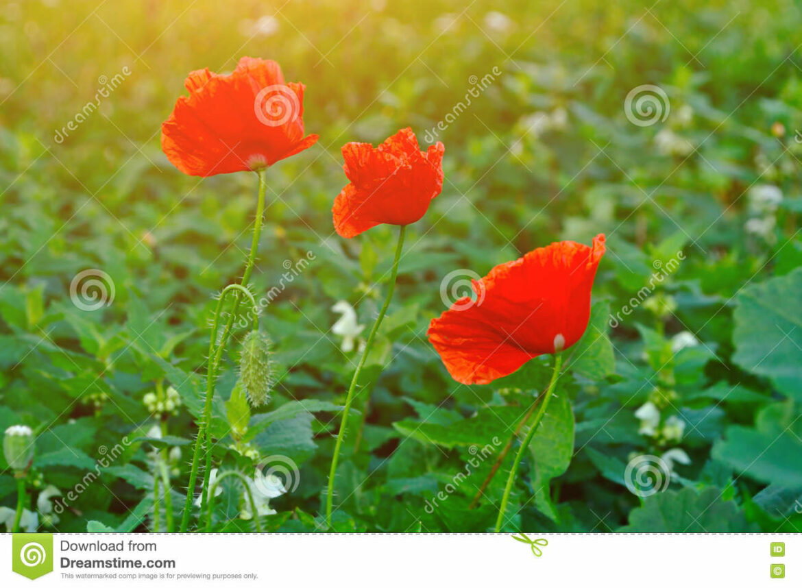 Est-ce que le pavot repousse ?