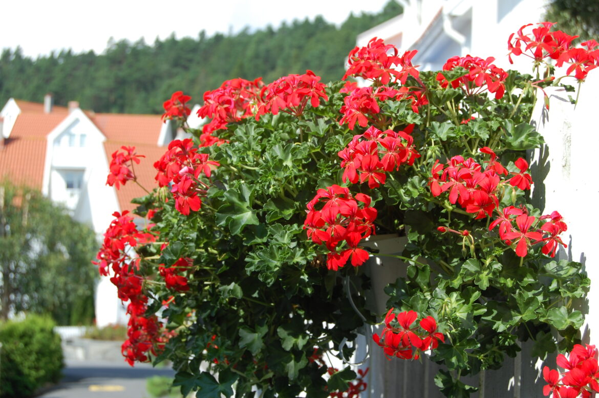 Est-ce que le pélargonium est vivace ?