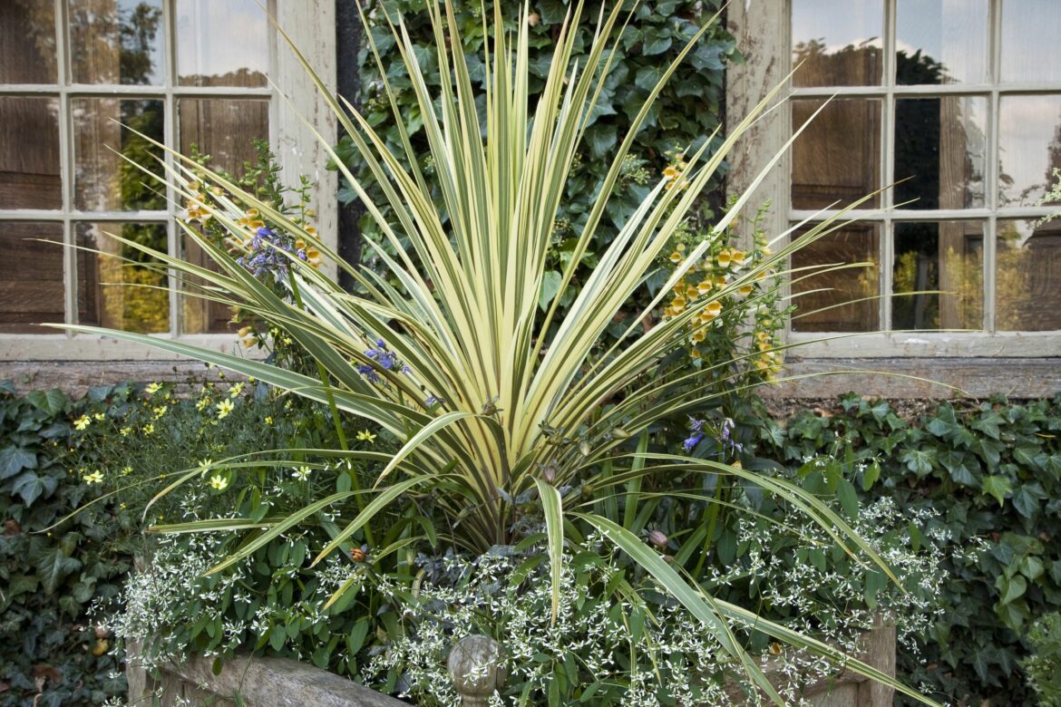 Est-ce que le phormium se taille ?