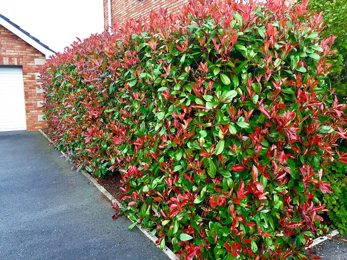 Est-ce que le photinia craint le gel ?