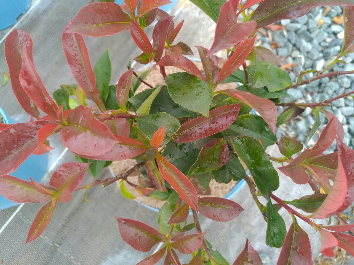 Est-ce que le photinia craint le gel ?