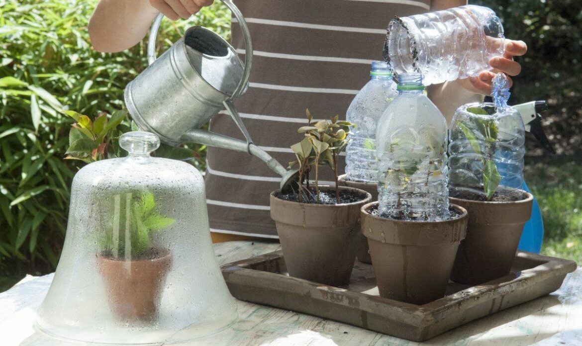 Est-ce que le photinia pousse vite ?