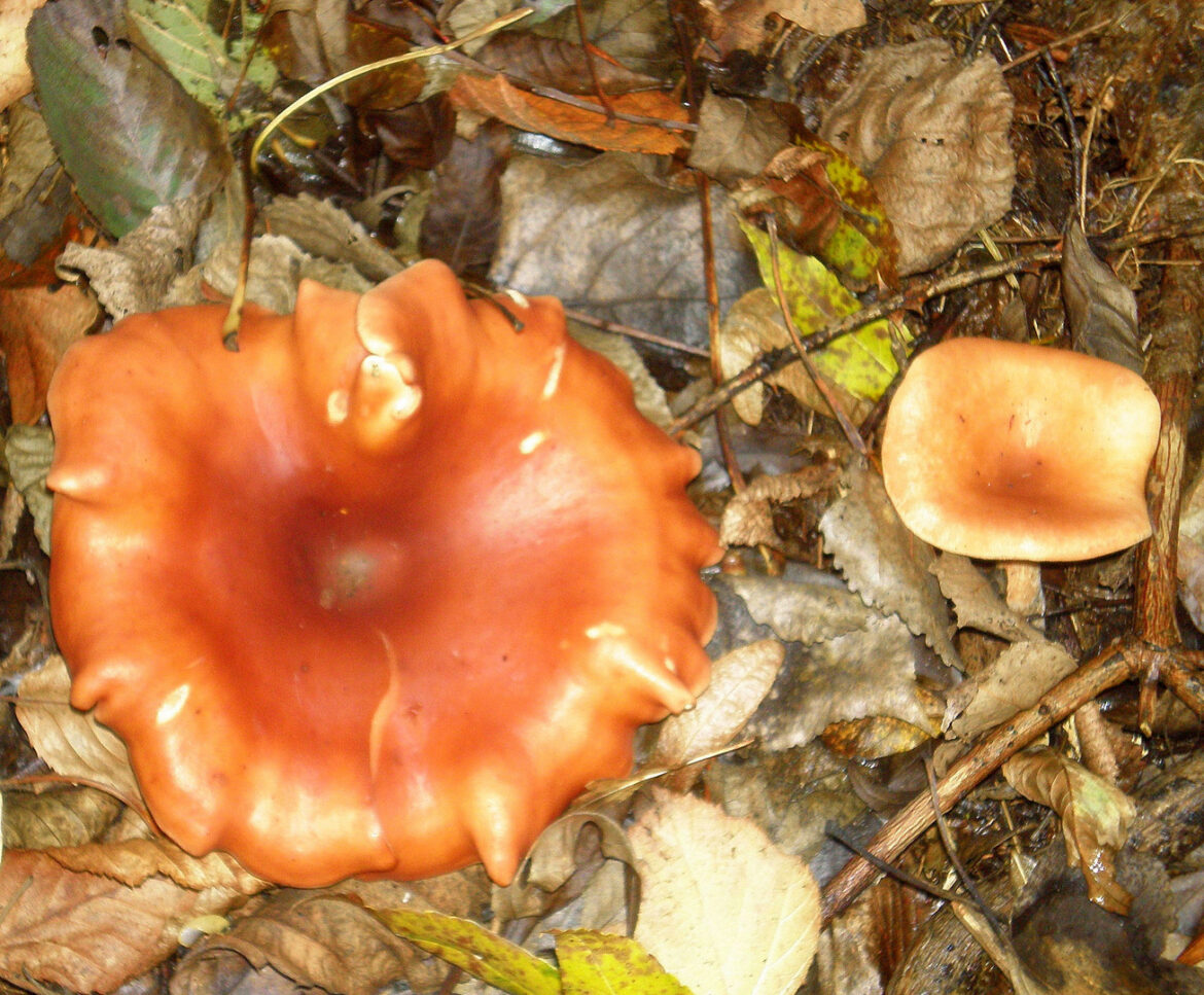 Est-ce que le pied de l'Oronge se mange ?