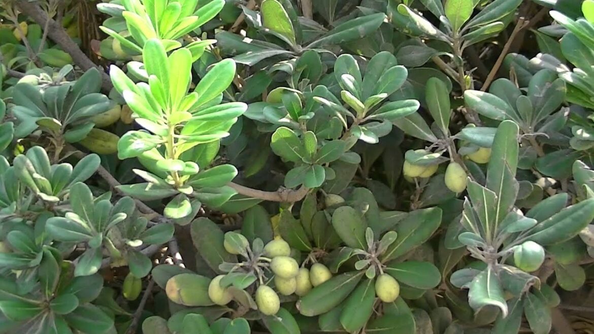 Est-ce que le pittosporum est toxique ?