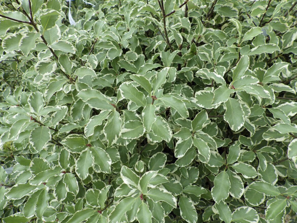 Est-ce que le pittosporum pousse vite ?