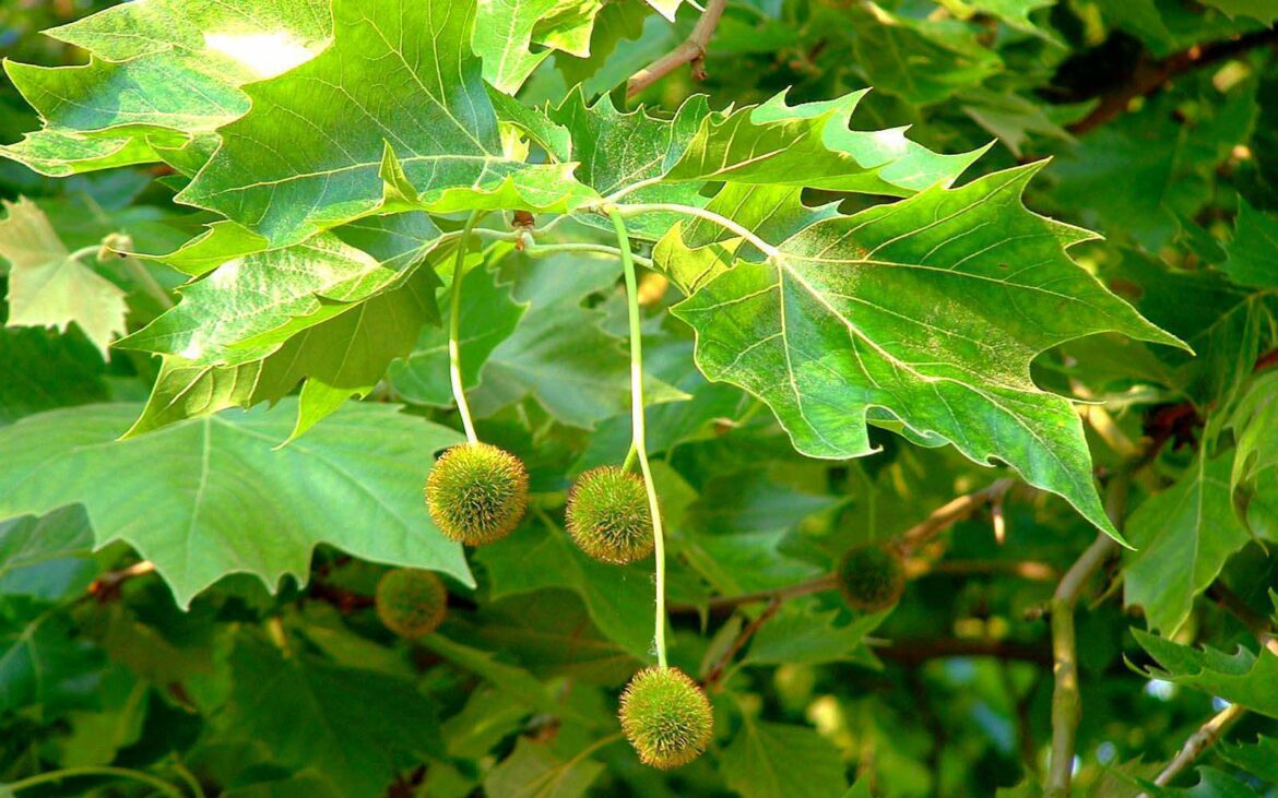 Est-ce que le platane pousse vite ?