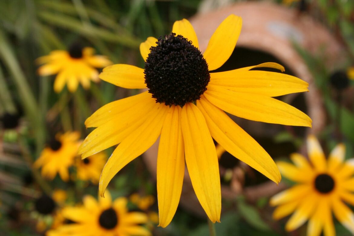 Est-ce que le rudbeckia gelé ?