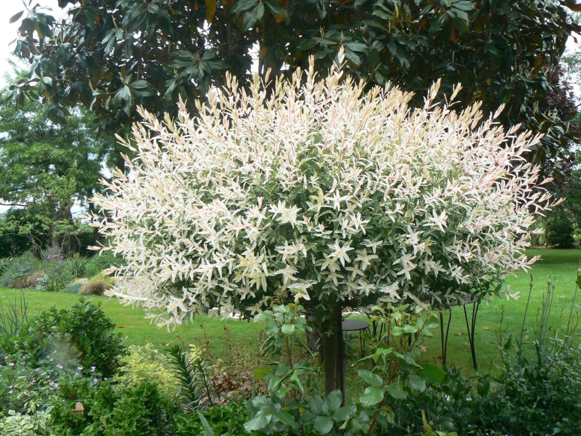 Est-ce que le saule crevette craint le gel ?