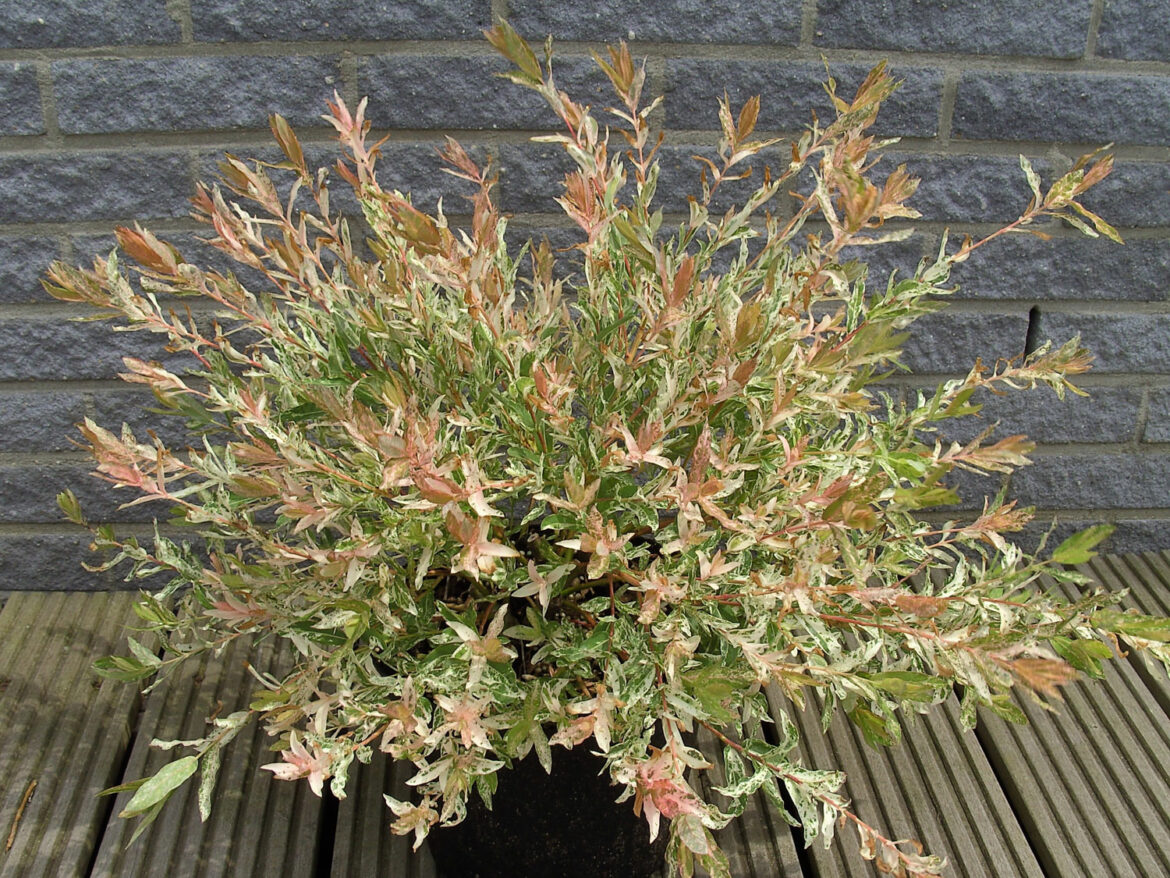 Est-ce que le saule crevette craint le gel ?