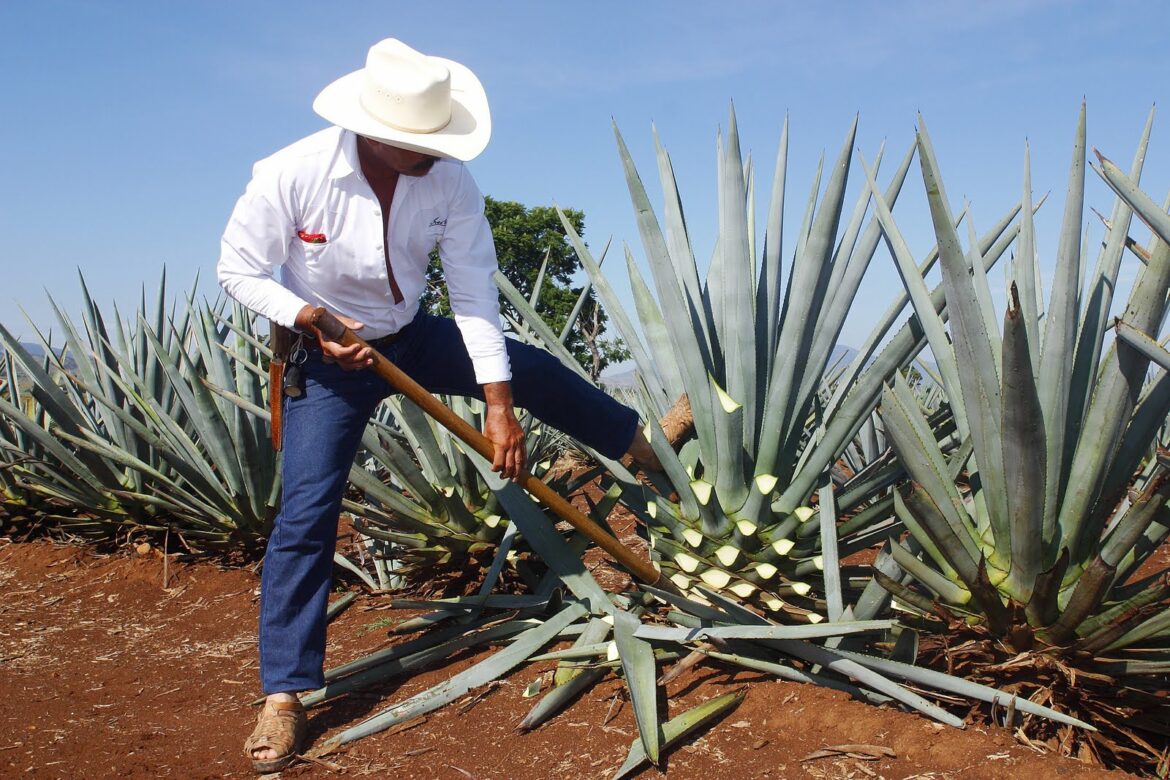 Est-ce que le sirop d'agave est bon pour la gorge ?