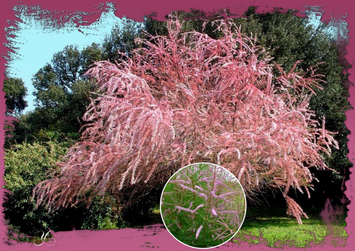 Est-ce que le tamaris pousse vite ?