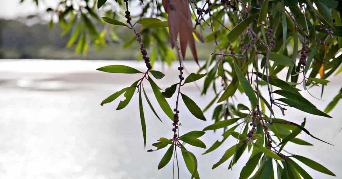 Est-ce que le tea tree est Anti-inflammatoire ?