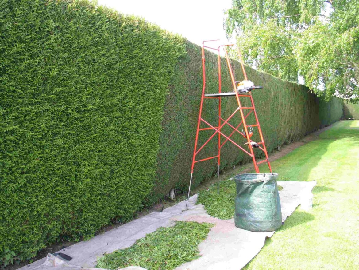 Est-ce que le thuya repousse ?