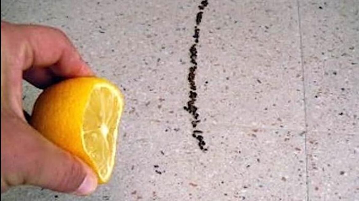 Est-ce que le vinaigre blanc tue les fourmis ?